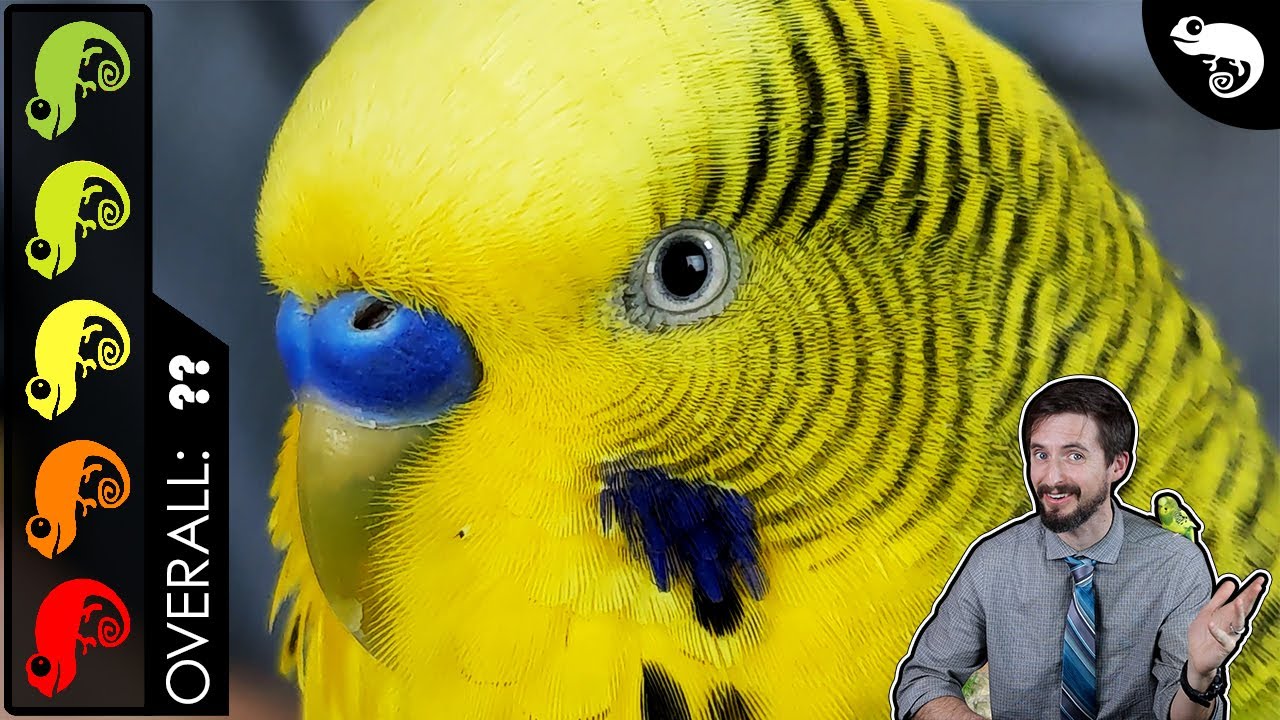 Budgie Parakeet, The Best Pet Reptile?