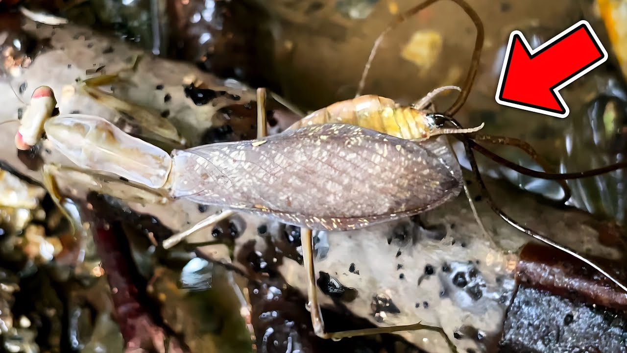 ハリガネムシに操られたカマキリが水に飛び込む瞬間の撮影に成功しました！【カマキリ採集】