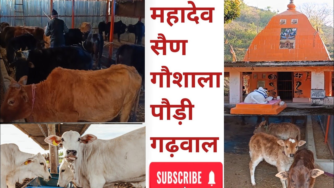 महादेव सैण  गौशाला, एकेश्वर ब्लॉक, पौड़ी गढ़वाल उत्तराखंड।