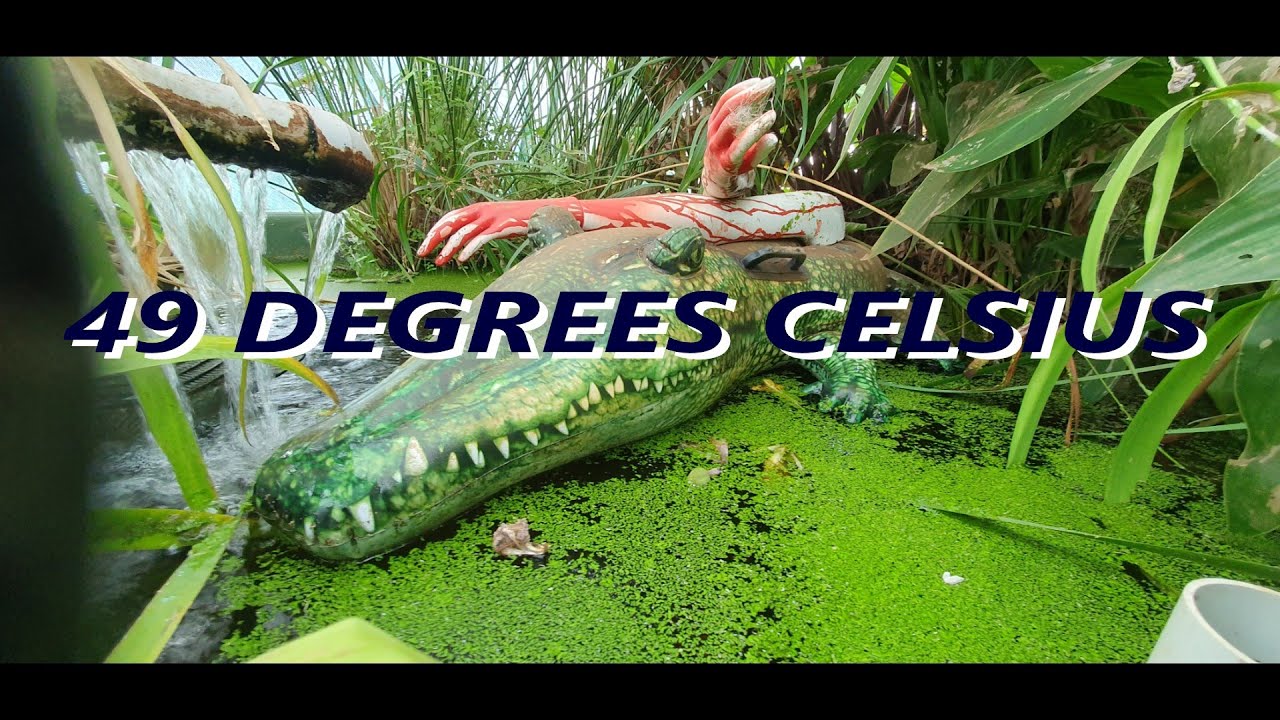 49 degrees Celsius Heat Wave Preperations For Goldfish Farm