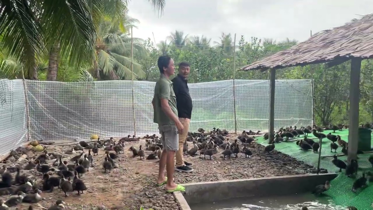Tham khảo trại anh Thọ ở Vĩnh Long, video dành cho anh chị nào mới bước vào nuôi vịt xiêm.
