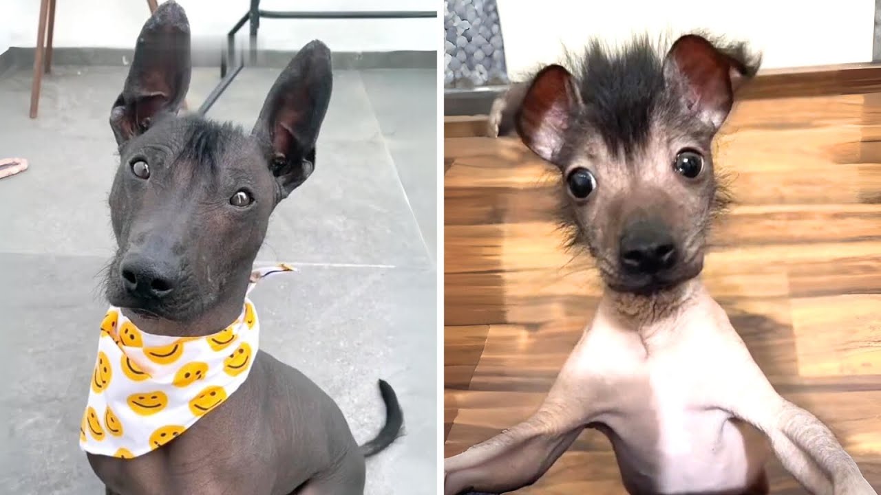 Xoloitzcuintle 🐶 One Of The Rarest Dog Breeds On Earth!