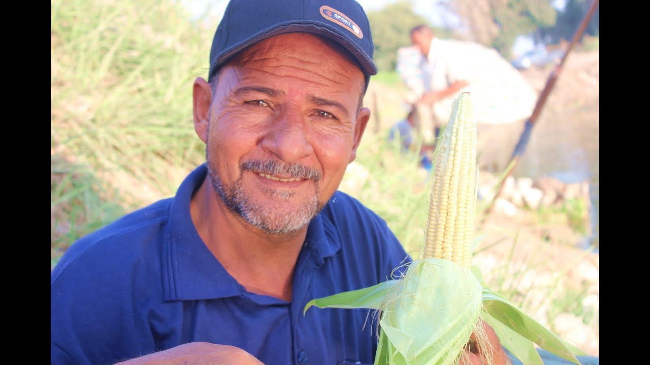 متعه صيد السمك بالذرة الصفراء fishing tilapia