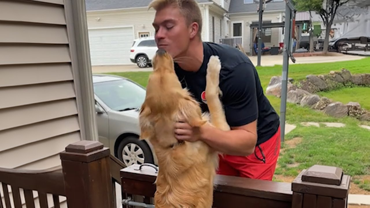 IMPRESIONANTE REENCUENTRO entre PERRO PERDIDO y su DUEÑO