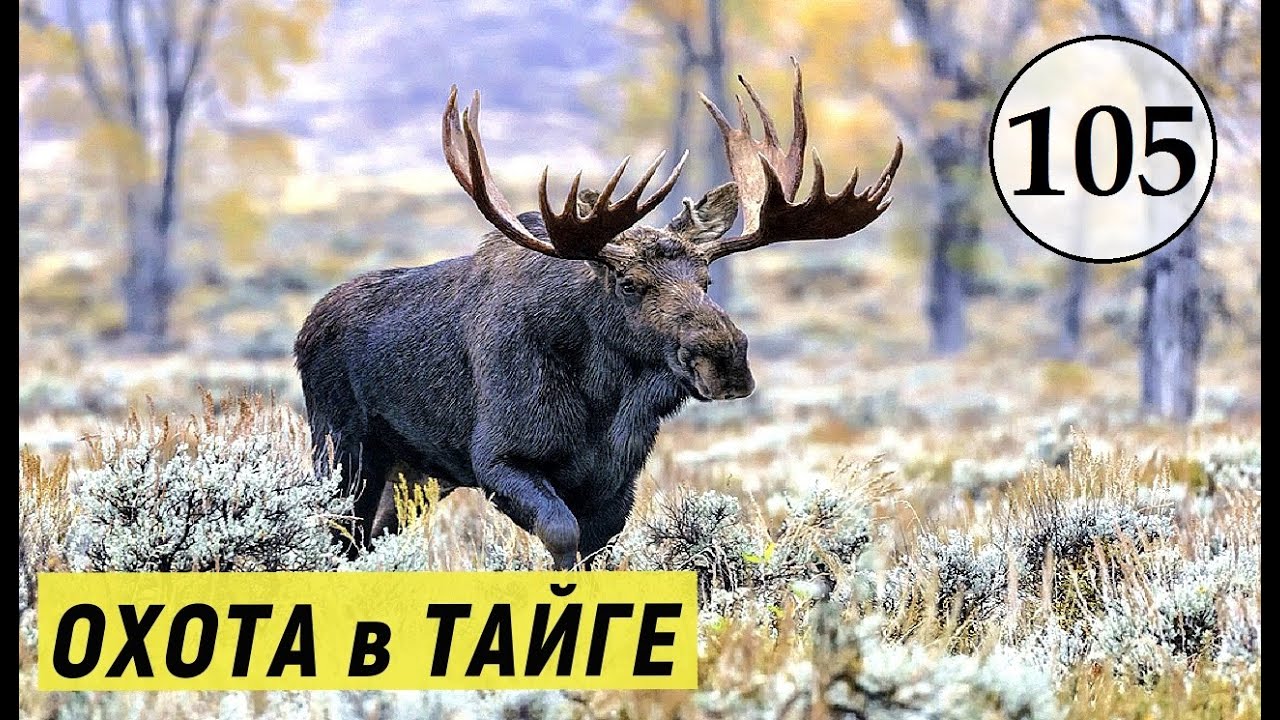 TheHunter Call of the Wild - ОХОТА в ТАЙГЕ # 105