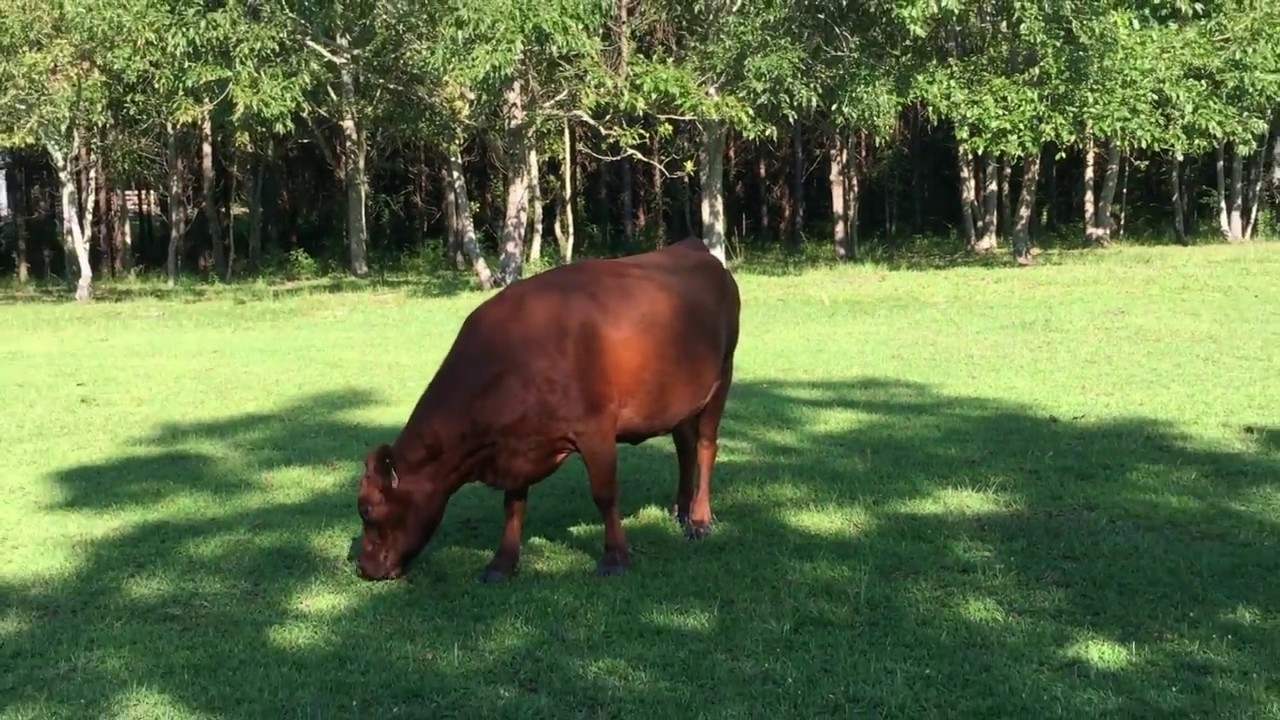 Dexter Cows - Our mini, mini-herd!