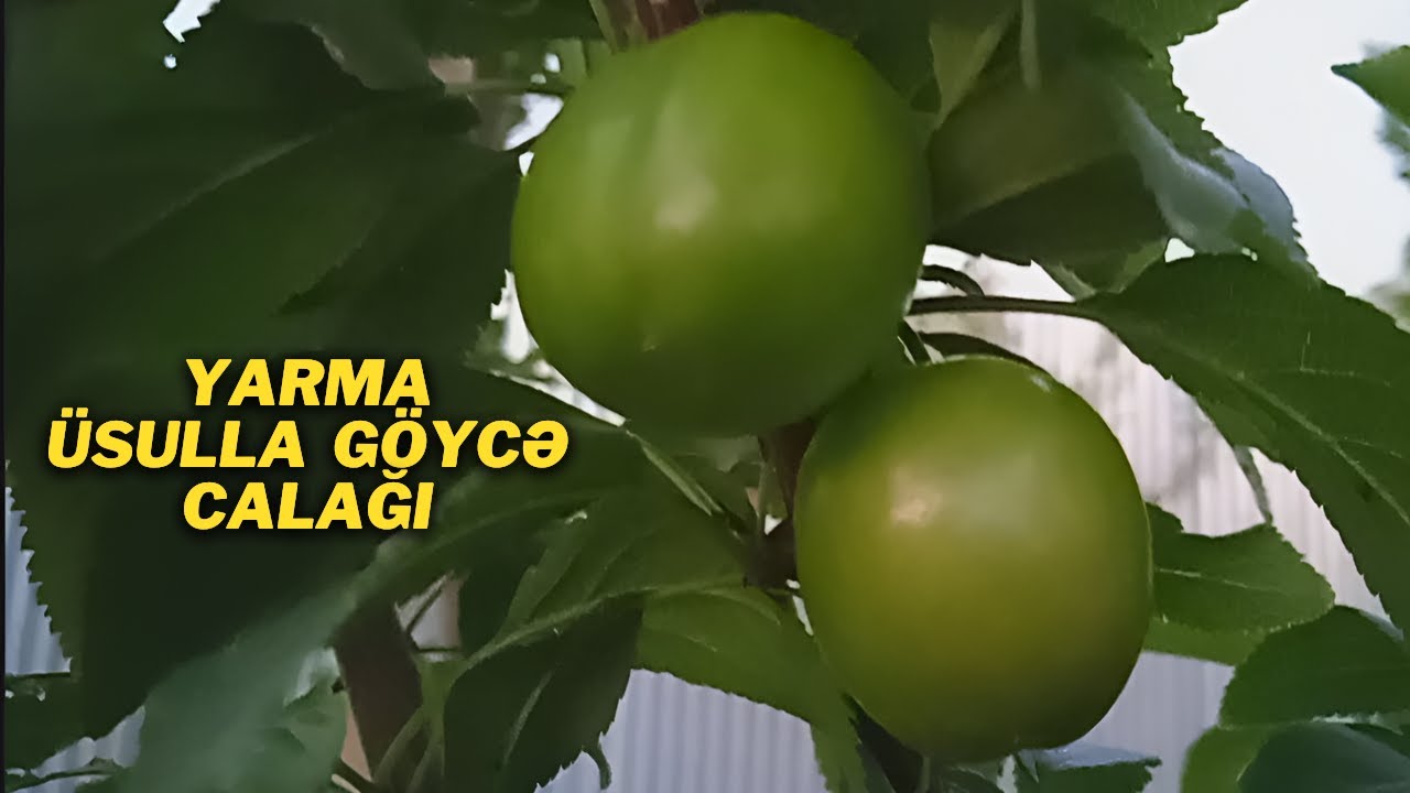 ПРИВИВКА АЛЧУ И СЛИВЫ