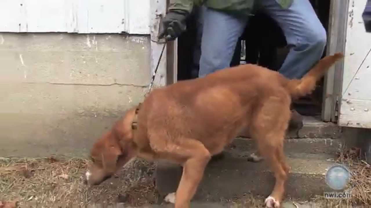 Lake County police rescue dogs from Lowell farm