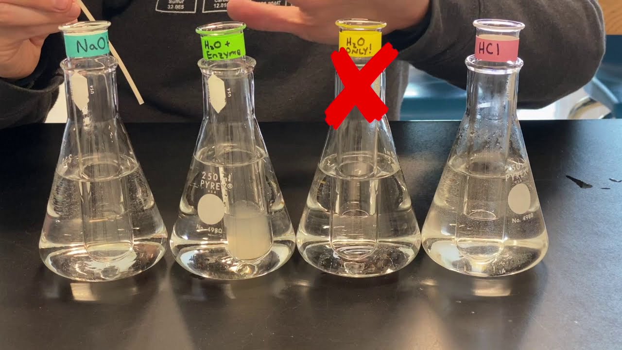 Enzyme Experiments: Factors That Affect Enzyme Activity