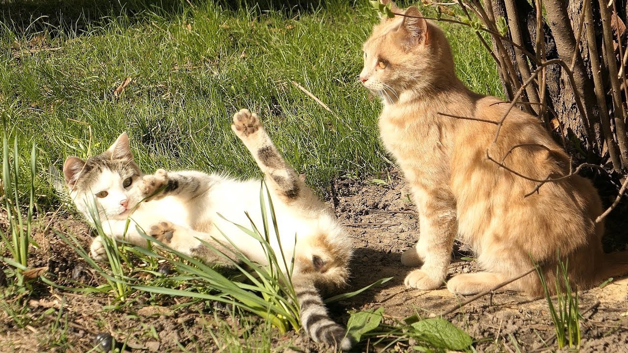 Kittens with Cats a warm sunny day