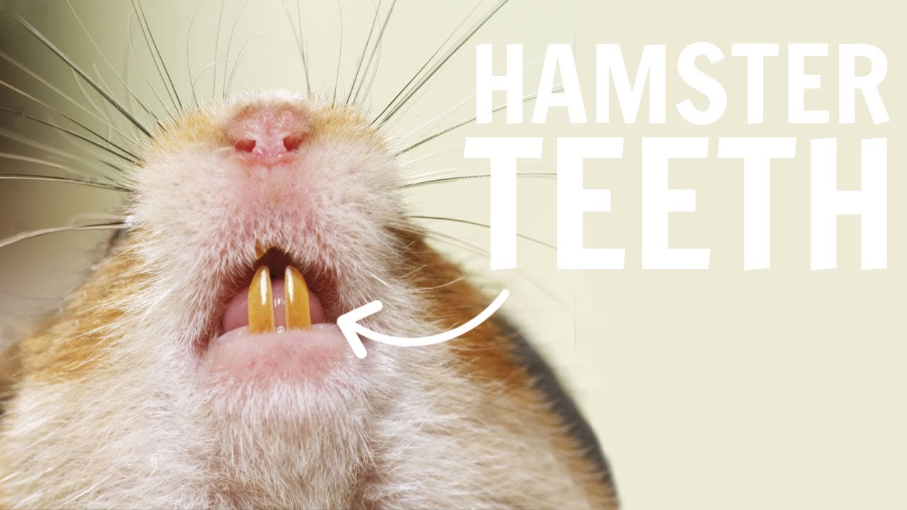 All about Hamster Teeth 🦷
