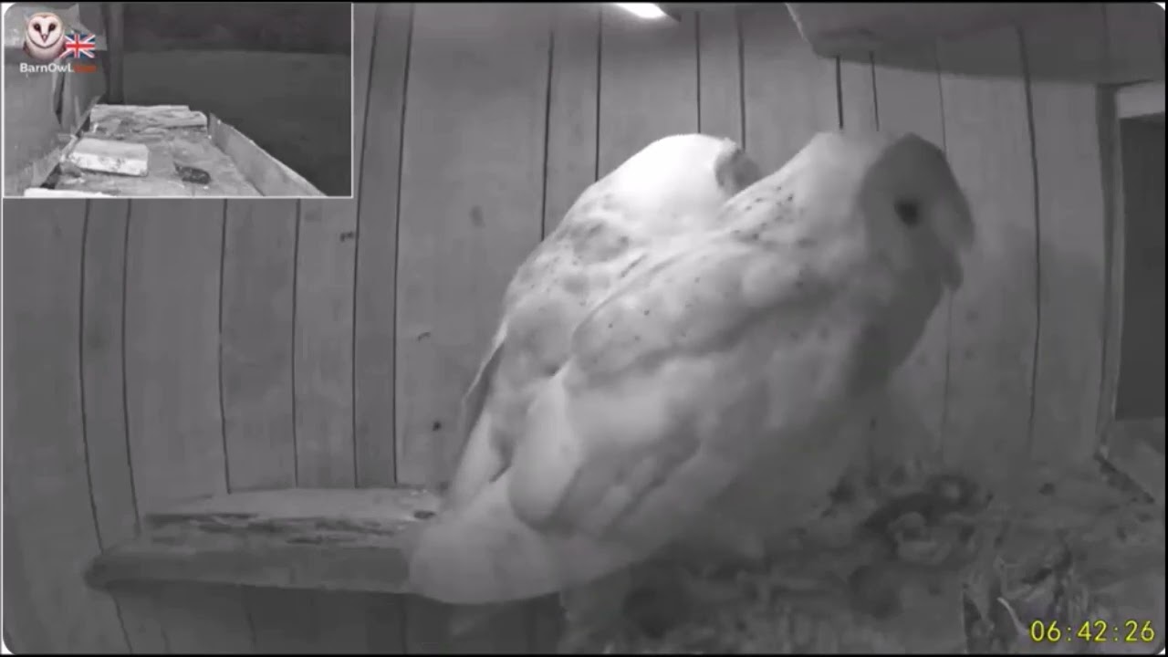 Barn Owl box in Peak District The pair come in 6th Oct 2025