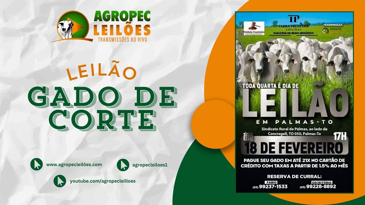 Agropecleiloes.com LEILÃO ESPECIAL GADO DE CORTE | TERRA PRÓSPERA LEILÕES - PALMAS- TO | 18/02/2026