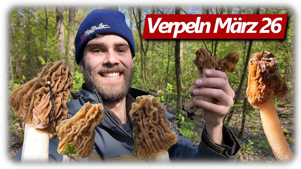 Pilze ohne Ende | Verpeln in Massen, statt Morcheln? Auwald Tour im März 2026