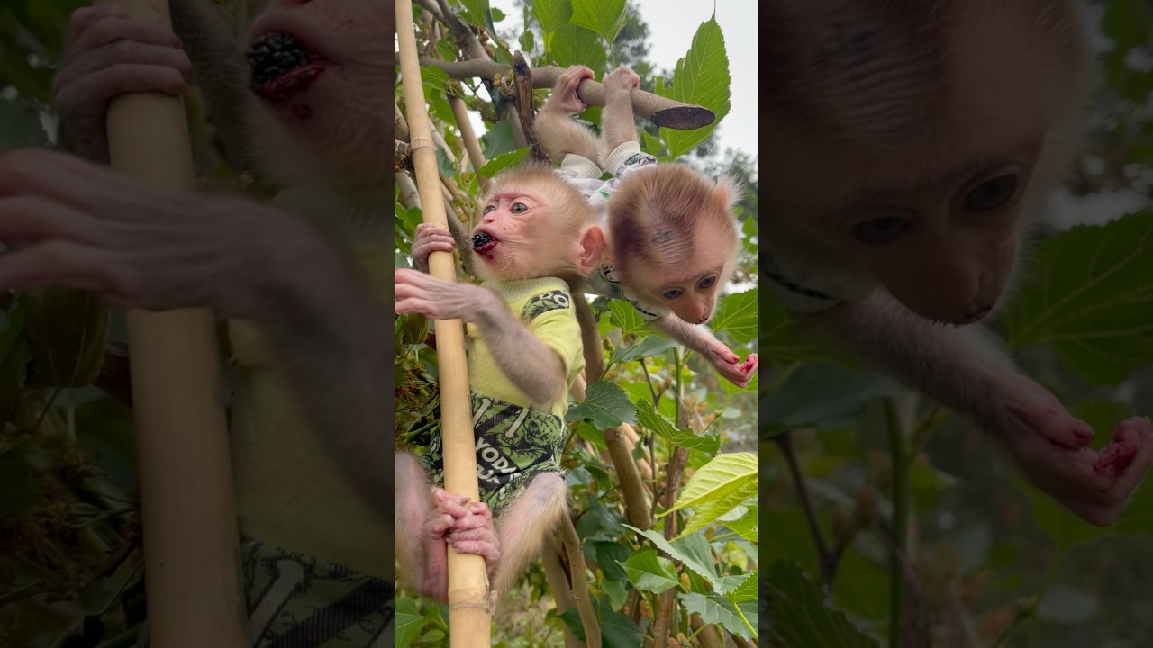 baby monkey climbing tree picking fruit