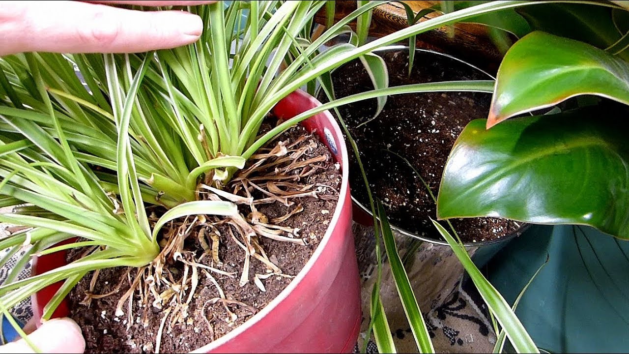 Propagating Spider plant, Purple passion and Arrowhead