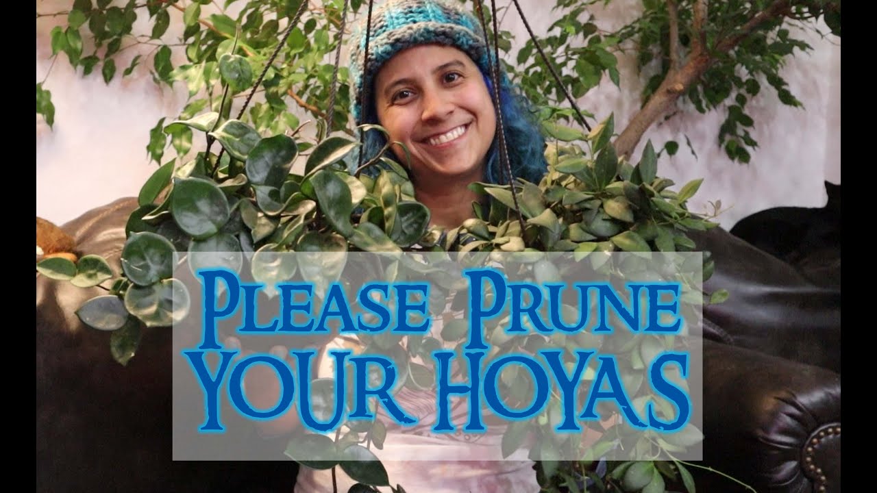 Please Prune Your Hoyas!