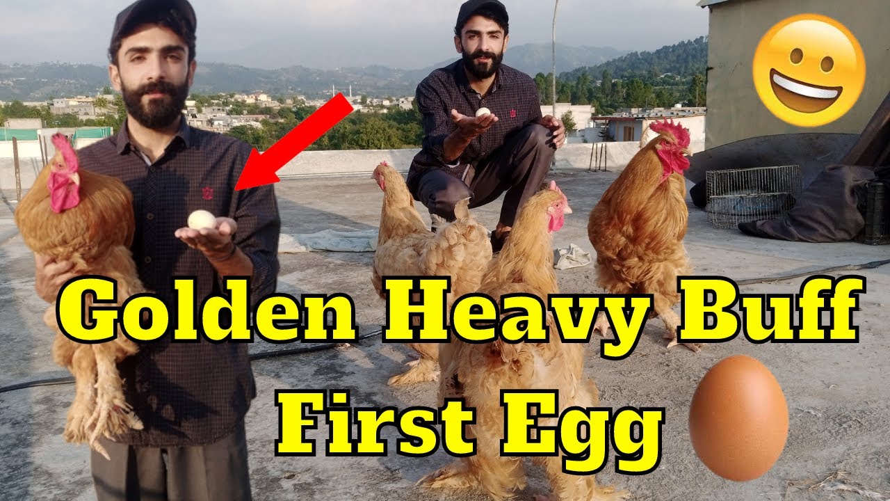Wow ! Golden Heavy Buff Hen Lay Her First Egg 😃 Pets Vlog