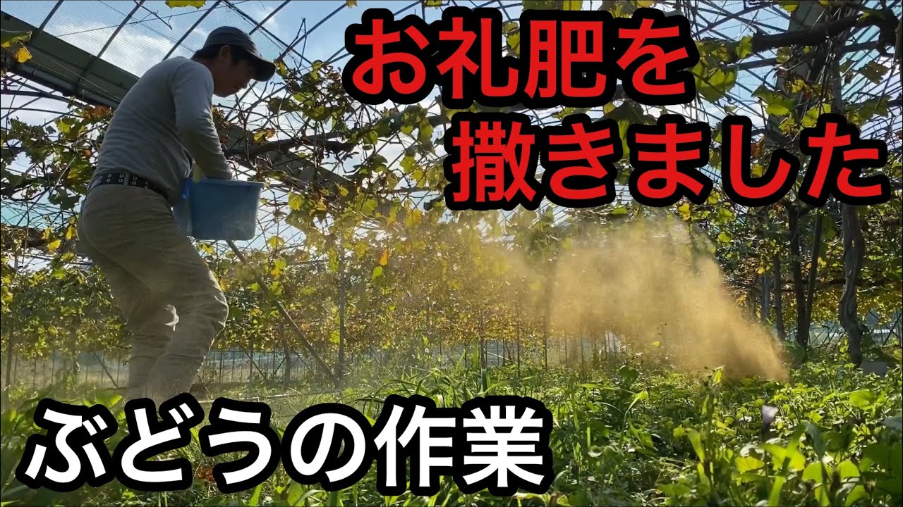 「ぶどうの作業」ぶどうに感謝！お礼肥撒きました！