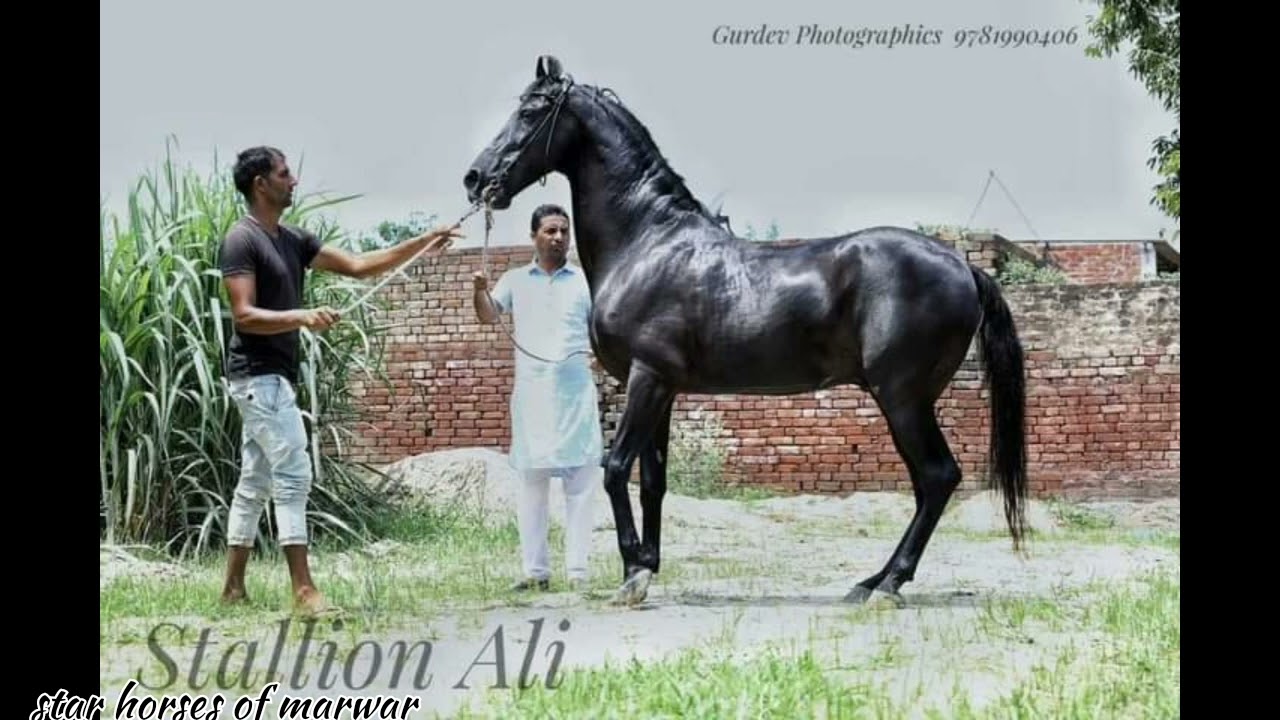 🐎 famous stallion Ali kiralgarh 🐎