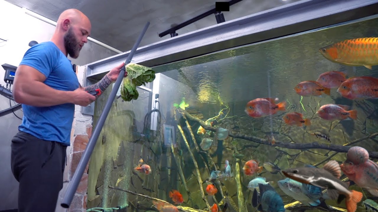 Deshalb habe ich keine Pflanzen im Aquarium | Salat für die Großcichliden #feedingtime
