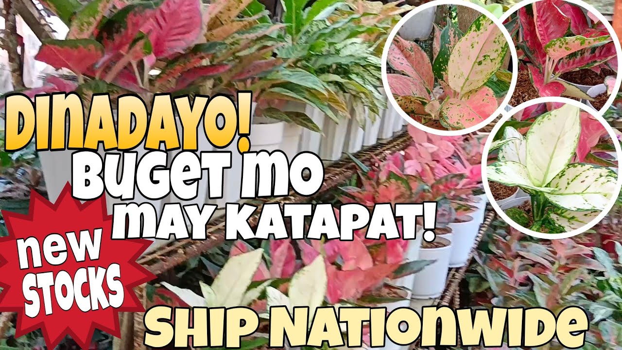 Budget may Katapat ! Local & Imported Aglaonema Dinadayo! #garden #plants #enjoy #aglaonema #lush