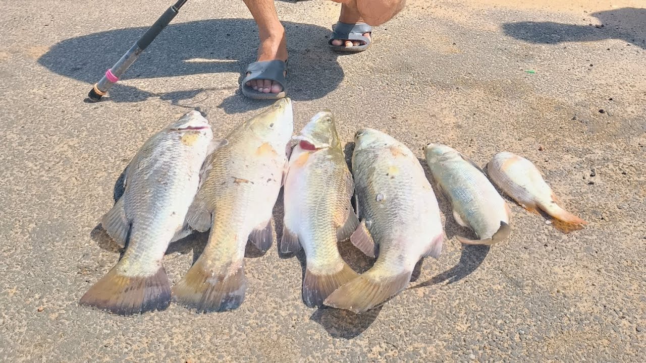 കാളാഞ്ചി അടിയോട് അടി 🔥🔥#fishing #lurefishing