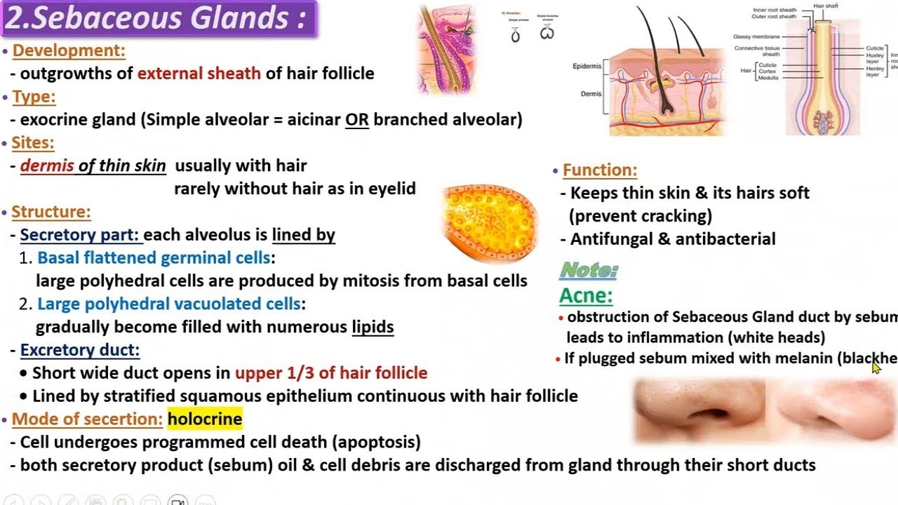 Skin Ultra Crash course [ Histology Revision ] - قصر العيني 199