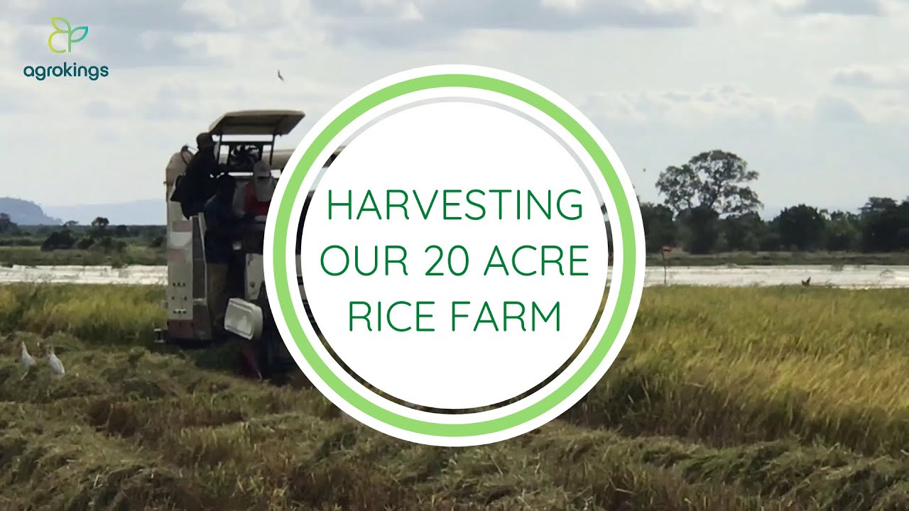 Harvesting a 50 acre rice farm in Ghana.
