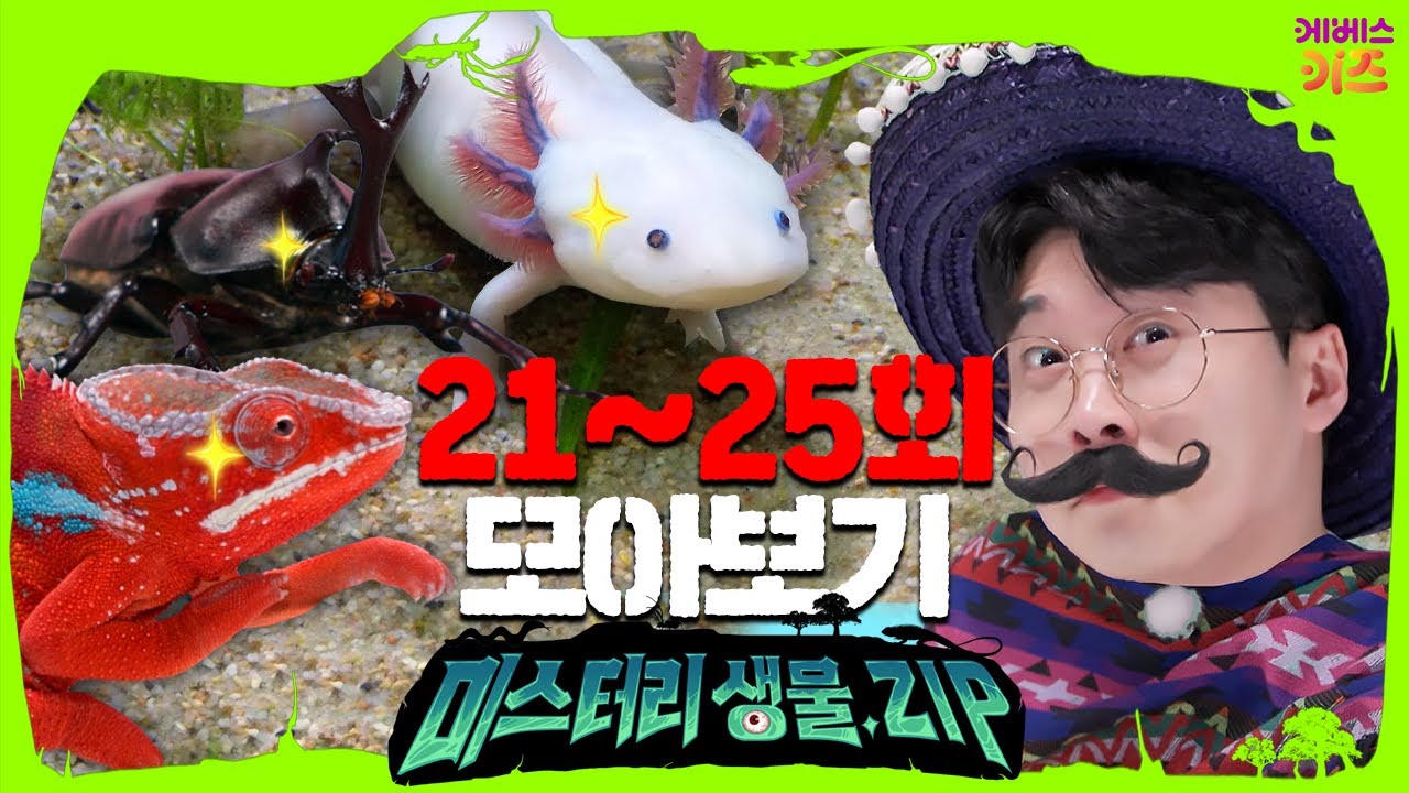 마법사 카멜레온ㅣ우파루파 집 꾸미기ㅣ장수풍뎅이 헬스장ㅣ꾹티비 에그박사 겨울 곤충 채집ㅣ미스터리생물집 21~25회 모아보기ㅣ꾹tvㅣKBS 방송
