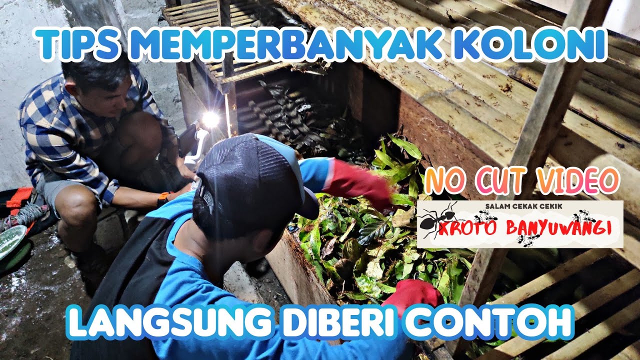 Tips Peawatan Semut Rangrang | Tips For Breeding Weaver Ant