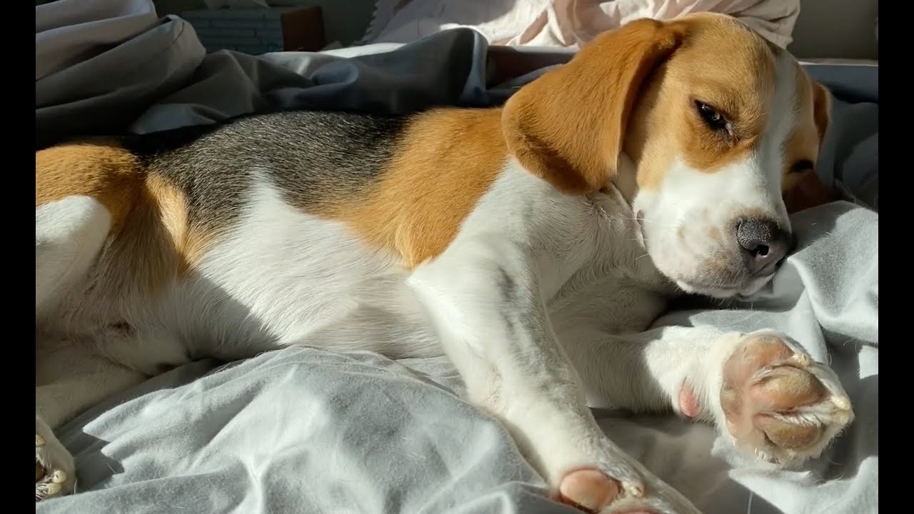 Sleepy beagle doesn't want to get up, even after 9:30 am