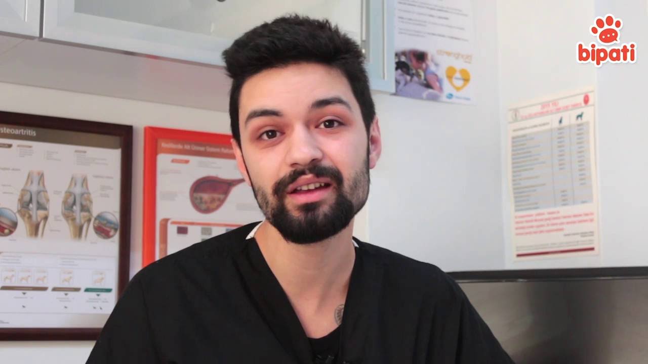 Kedi ve Köpekte Ağız Kokusu