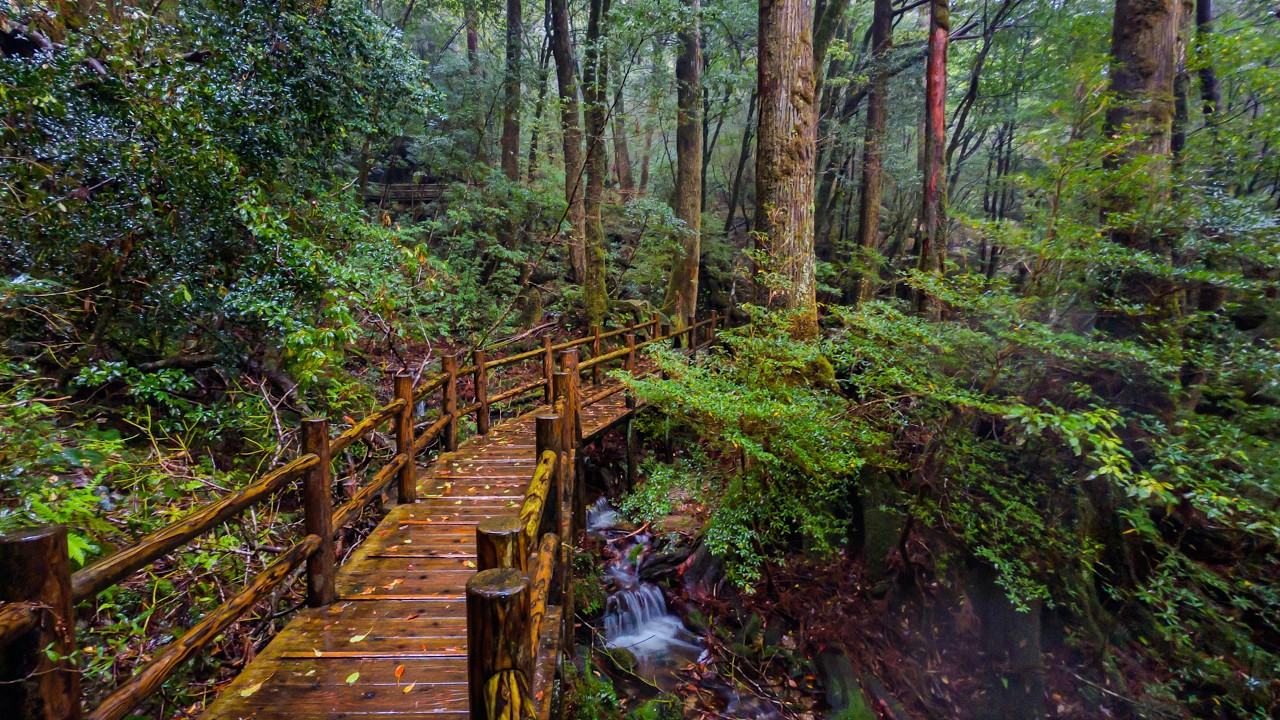 Walking in the Rain through Old Growth Forest | Yakushima, Japan