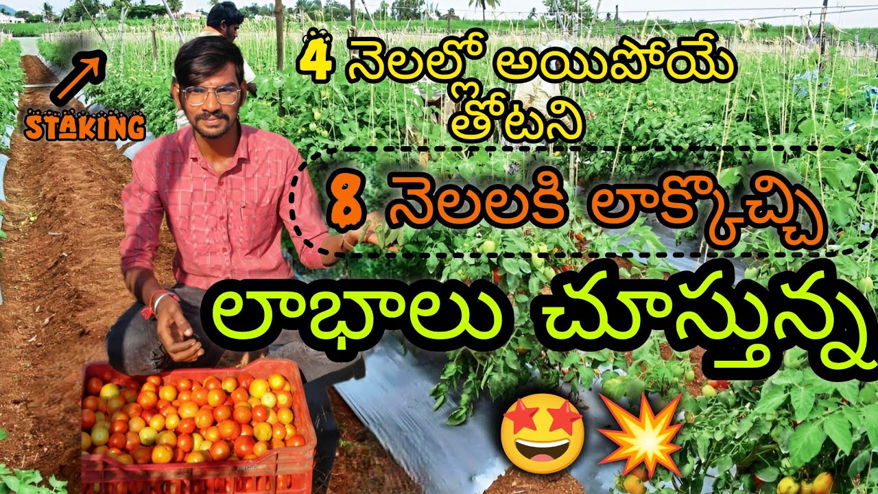 టమాటలో స్టేకింగ్(staking) చేస్తే ఇన్ని లాభాలా! 😯.. తోటలో తేనెటీగ డబ్బాలు పెడితే ఏమైతది? 🤔.. #tomato 