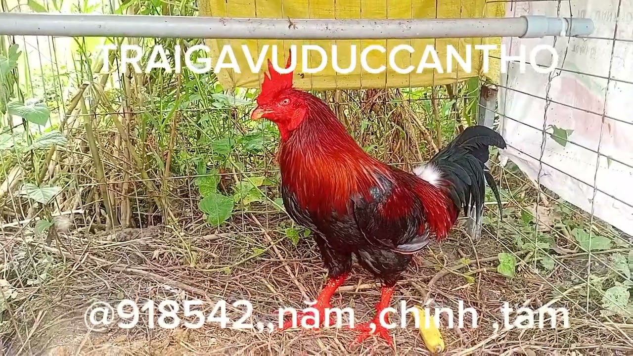 10/10/25(3máu,,pakistanmïviêt)15tháng,3kí8(3lúa9),,cambodiathonhon,,