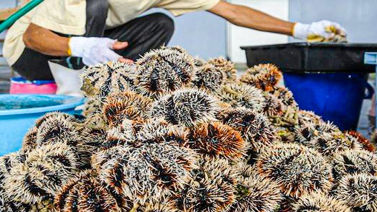 Sea Urchin Processing | How to Harvest Sea Urchin | Modern Sea Urchin Farm