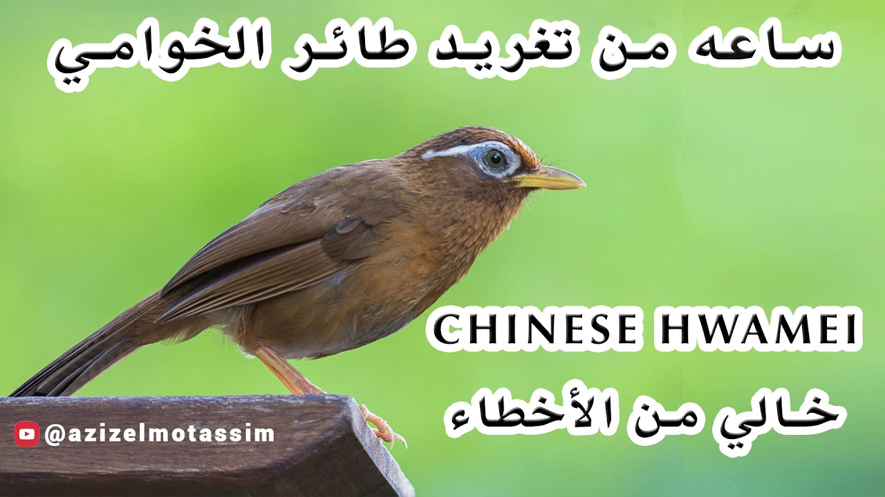 ساعه من تغريد طائر الخوامي Chinese Hwamei