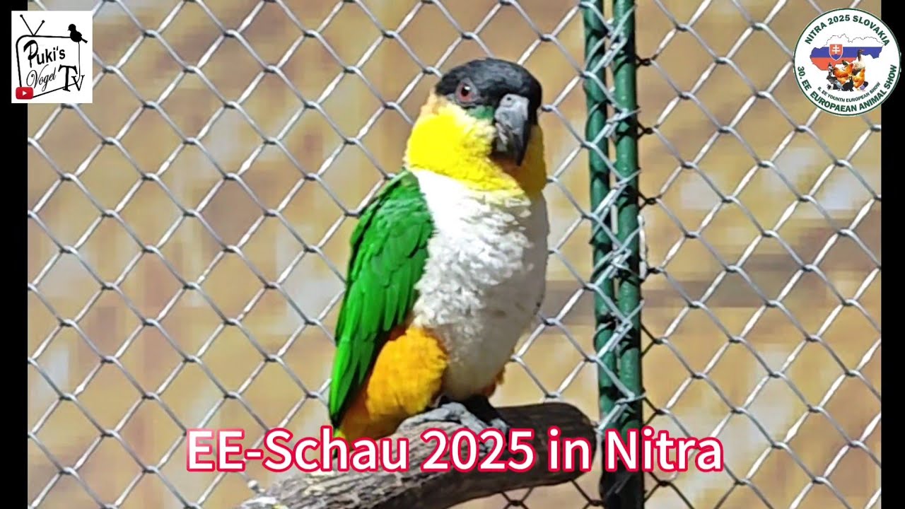 EE-Schau 2025 in Nitra - der Bewertungstag aller Sparten