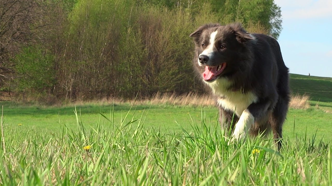 Zuri border collie | 1 YEAR!