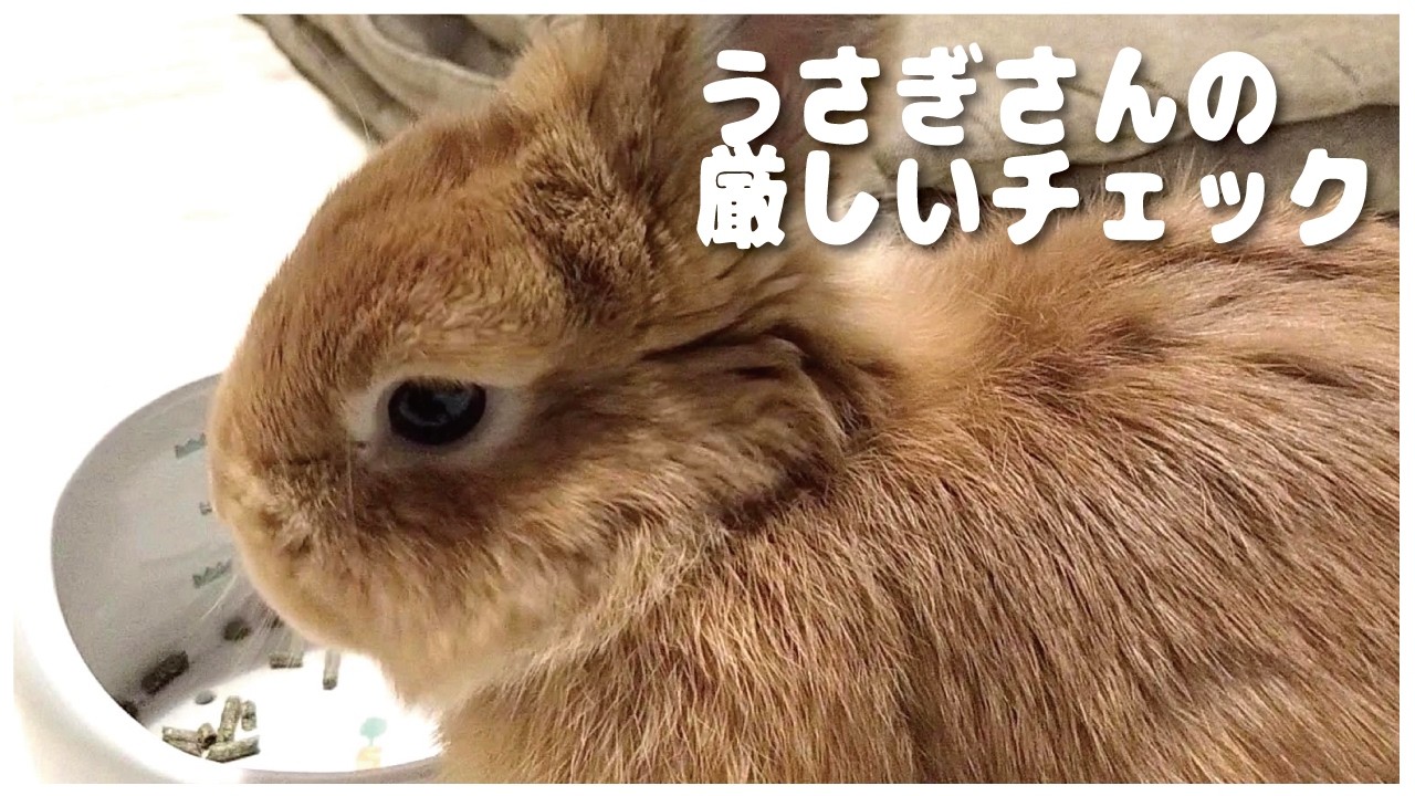 うさぎさんのおうちの毎日のメンテナンス