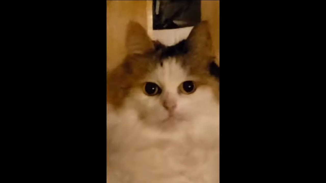 Cat Staring At Owner While He Videos Another