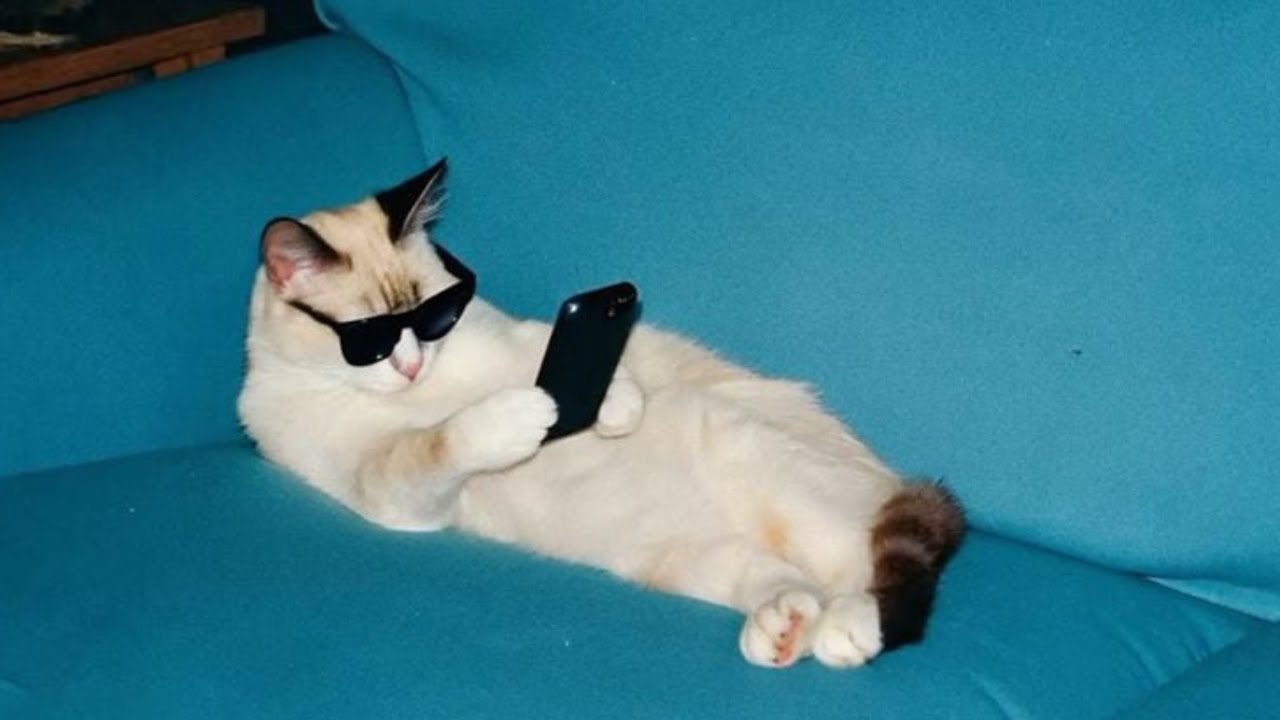 This Cat Acts More Like a Comedian Than a Pet! 😹 Funny Cat TV