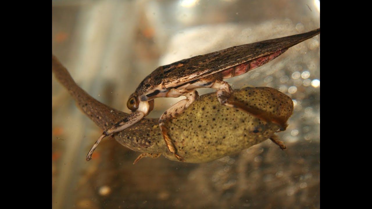 Aquatic Insects: Voracious predators, architects, and environmental indicators