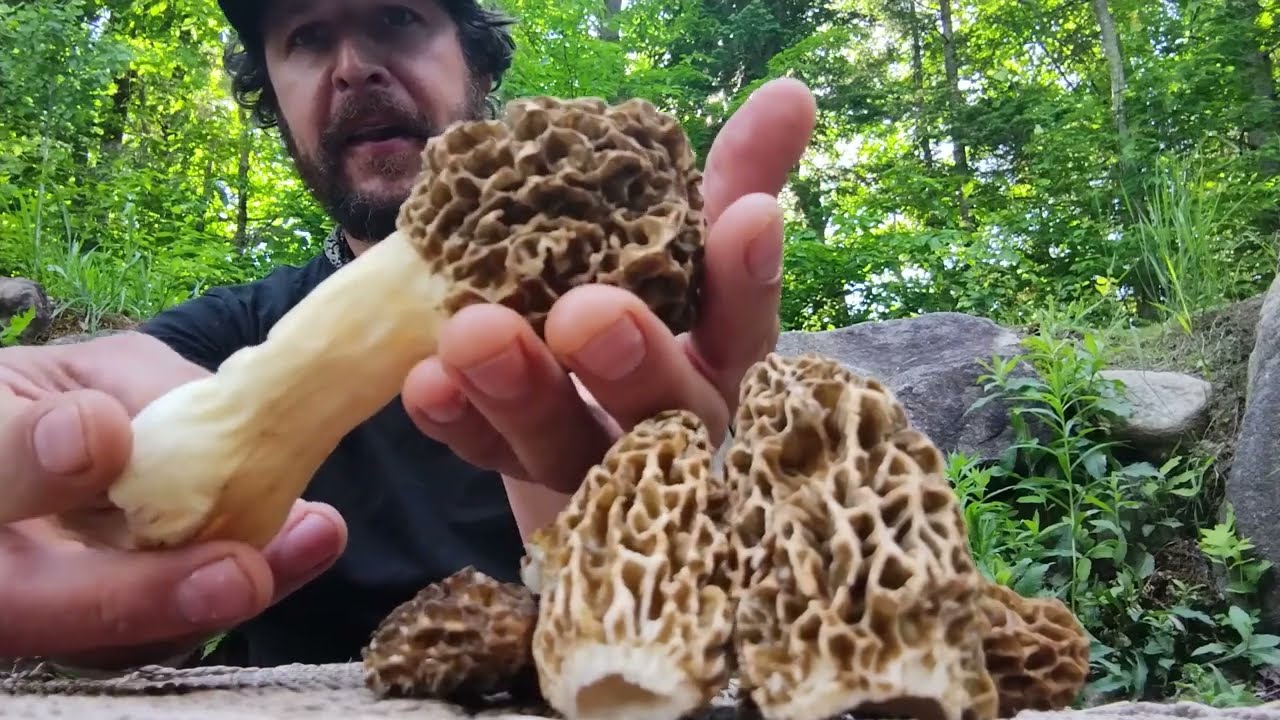 MORILLE (Morchella spp clade esculenta)