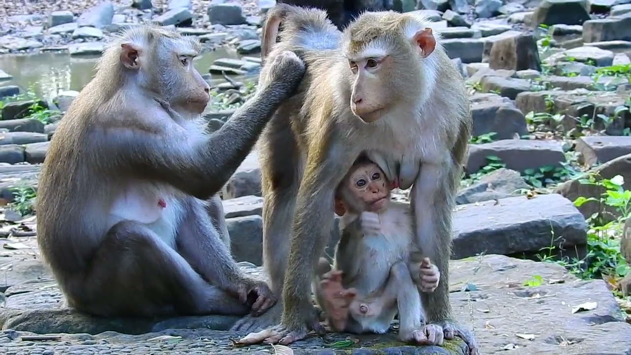 Life of little baby monkey live with mom