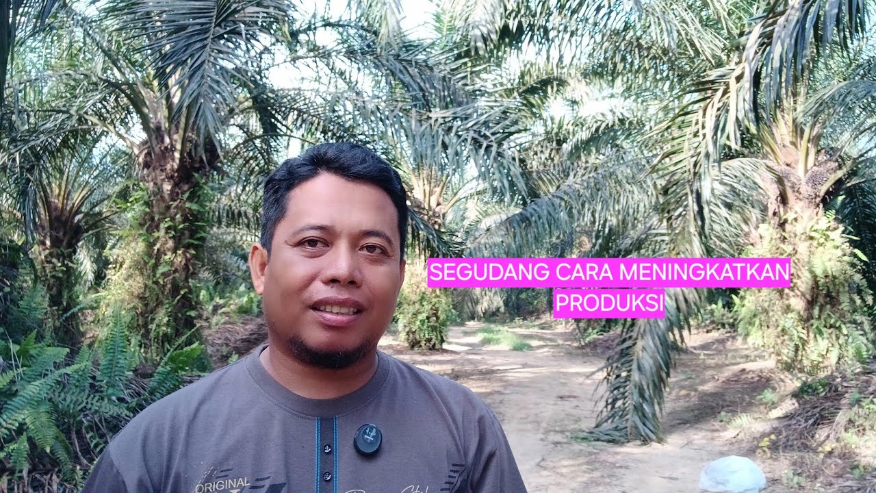 Sawit super bagus dengan perawatan biasa