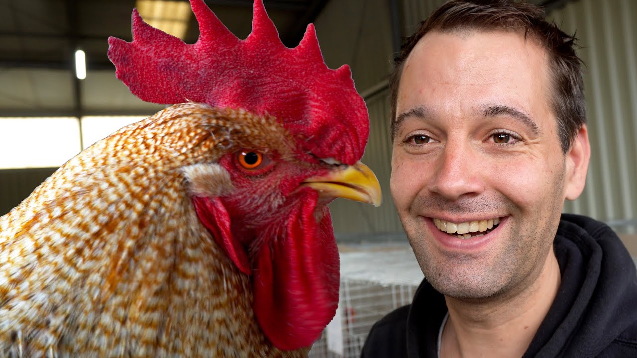 Bielefelder Kennhühner: Zuchterfolg durch Zuchtarbeit