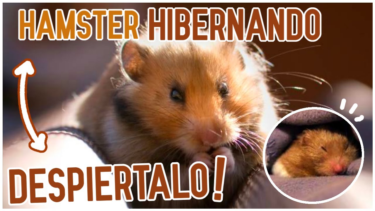 Como DESPERTAR un HAMSTER HIBERNANDO