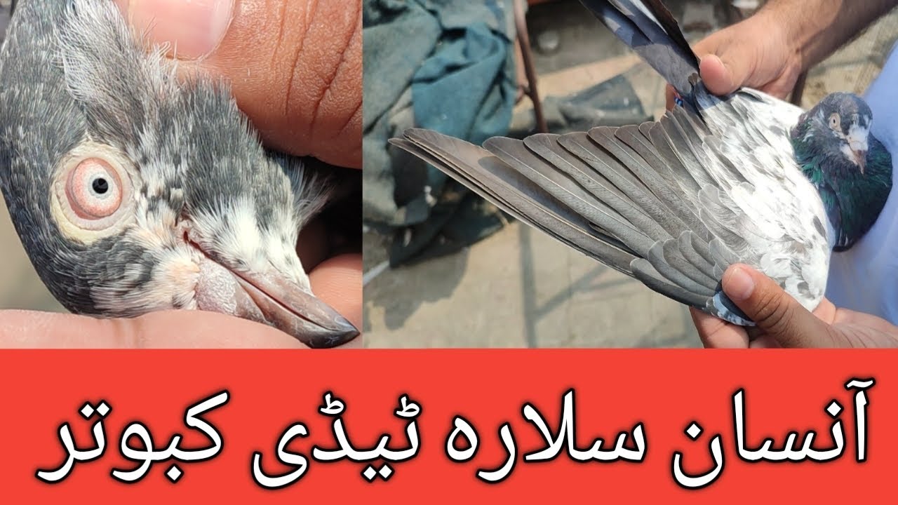 Insan Salara Teddy Kabootar/SALARY TEDDY KABOOTAR/SALARY KABOOTAR KI PAHCHAN/MIAN NAZEER BLOOD TEDDY